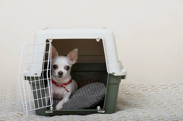 A special plastic box for transporting an animal in which a small chihuahua dog lies at the open door in the form of a metal lattice and carefully looks into the camera. The dog is ready to travel.
