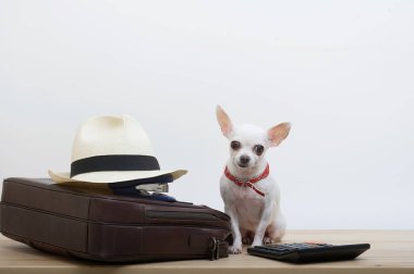 Küçük beyaz bir Chihuahua, üzerinde şık bir beyaz şapka olan büyük bir deri çantanın yanında oturur ve sakince kameraya bakar. Bir muhasebe hesap makinesi ve yanında da ofis çalışanı olarak bir köpek..
