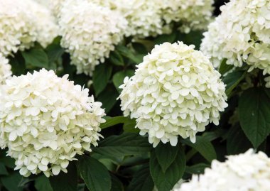 White large buds of white flowers grow in a flower bed on a summer day. Large buds with many small white petals.