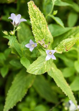 Small white buds of white flowers with a lilac tint. Forest flower and bright green foliage.