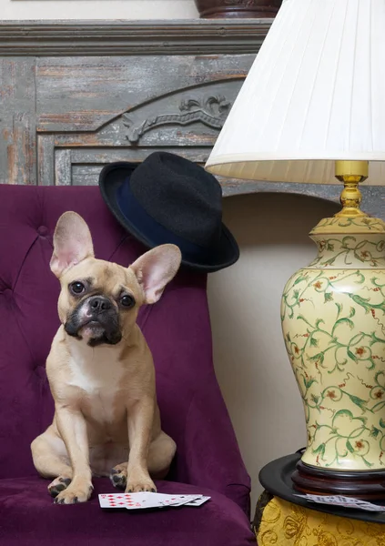 French bulldog breed dog plays cards while sitting at home in a cozy chair and looking attentively at the camera with his head tilted. The dog sits in the living room and plays poker.