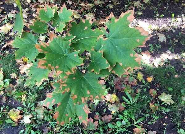 Maple. A small maple tree with sore leaves. Green maple leaves are covered with yellow spots. Top view of a tree