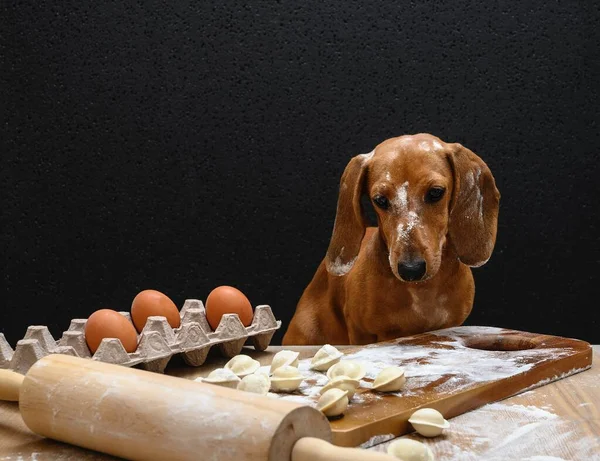 Ένα Κοκκινομάλλικο Σκυλί Από Dachshund Σμιλεύει Ρωσικά Ζυμαρικά Στην Κουζίνα — Φωτογραφία Αρχείου