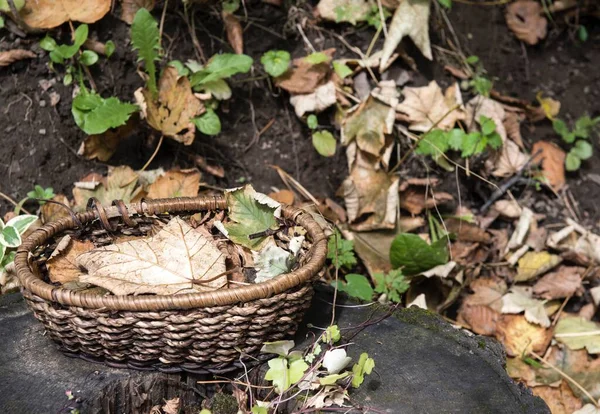 Fallen autumn leaves lie in a small wicker basket that stands on a stump in the forest. Around grows green grass and leeat fallen leaves.