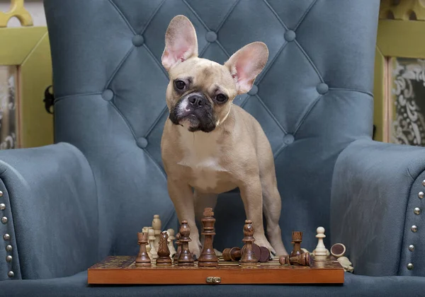 Bulldog Dog Stands Armchair Front Chessboard Which Chess Pieces Bowing — Zdjęcie stockowe