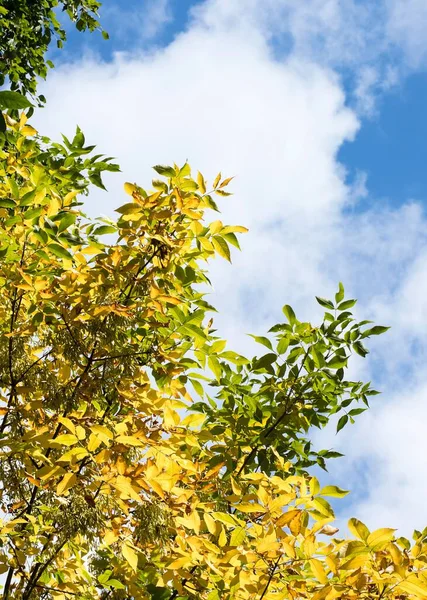 Autumn foliage. Trees with yellow foliage. Blue skies, white clouds and sunny weather. September