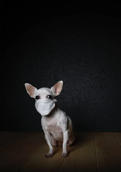 白いガーゼの包帯で顔に小さなChihuahua犬は ウイルスに対する保護のためのテクスチャ木製の表面に座っている 黒を背景に 犬は彼の前に熱心に見える — ストック写真
