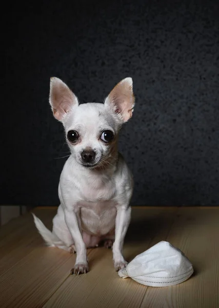 奇瓦瓦犬正坐在轻盈的木制表面上 在狗的脚下 有一条白色纱布绷带 以防止病毒的侵袭 黑黑的背景 工作室 那只狗凝视着他前面 — 图库照片