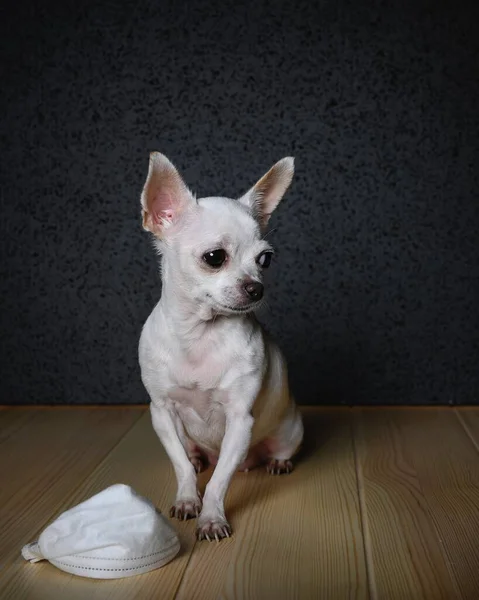 奇瓦瓦犬正坐在轻盈的木制表面上 在狗的脚下 有一条白色纱布绷带 以防止病毒的侵袭 黑色背景 工作室 狗低头看 — 图库照片
