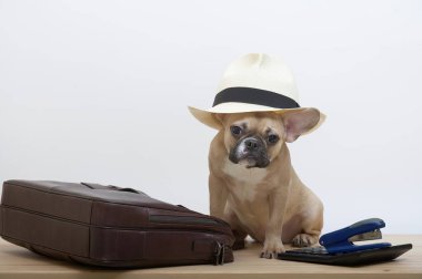 Bulldog köpeği deri bir evrak çantası ve şık bir şapka takan hesap makinesinin yanına oturur. Bir Fransız Bulldog 'un ofis çalışanı olarak fotoğrafı..