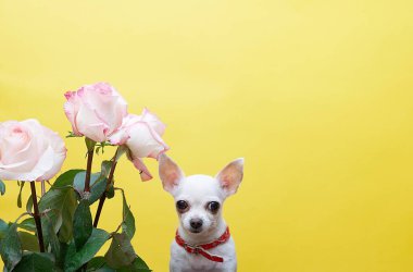Chihuahua köpeği mütevazı bir bakışla bir buket güzel gülün yanında oturur. Sarı stüdyo arkaplanı ve metin için yer.