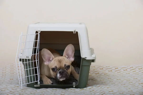 stock image Dog transportation. French bulldog with a sad muzzle lies in an open large plastic box and raises his head carefully looking into the camera. The dog is ready to travel.