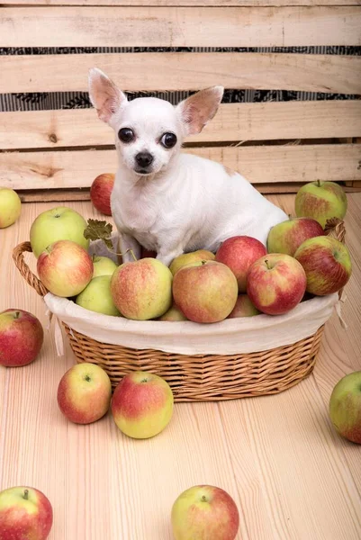 Chihuahua and apples. A white Chihuahua breed dog sits on a wooden table in a basket filled with ripe apples. Apples also lie around the basket.