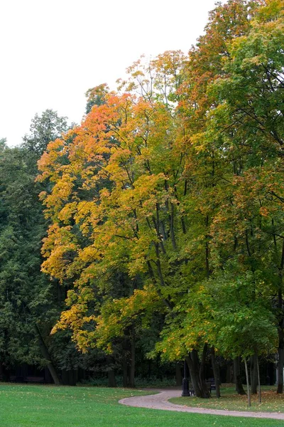 公园里的树 多彩的生机勃勃的树叶 一条小径通向公园的内部 — 图库照片