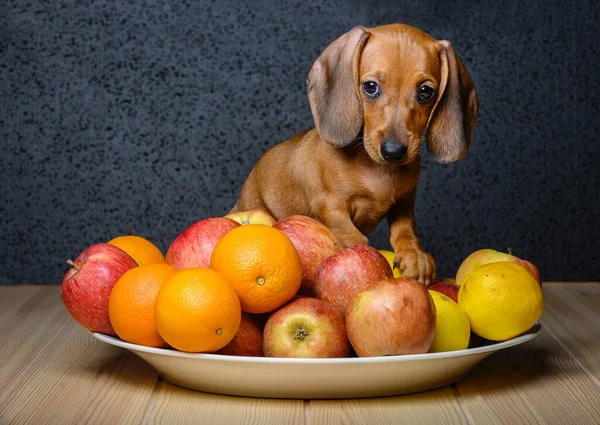 Küçük Güzel Kızıl Saçlı Bir Dachshund Köpeği Olgun Elma Portakallarla — Stok fotoğraf