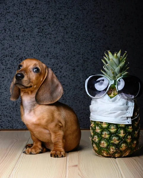 Adorabile Cucciolo Cane Bassotto Siede Orgoglioso Accanto Ananas Indossando Una — Foto Stock