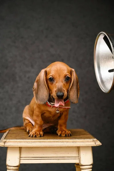 Cachorrinho Adorável Cão Dachshund Posa Estúdio Fotografia Sentado Banquinho Madeira — Fotografia de Stock