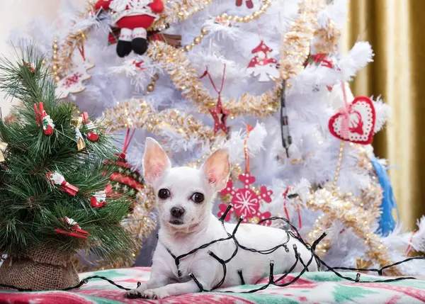 A small white dog of the Chihuahua breed lies on a plaid with New Years pictures against the background of a Christmas tree. The tree is decorated with garlands and decorations. On the dog - garland