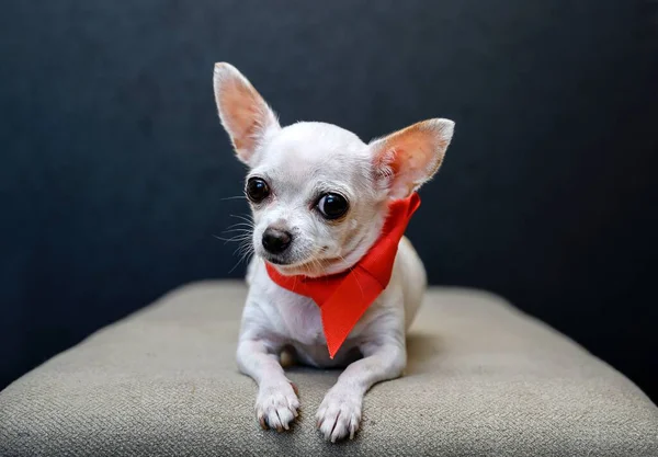 Hermoso Perro Chihuahua Blanco Yace Sofá Gris Con Una Cinta —  Fotos de Stock