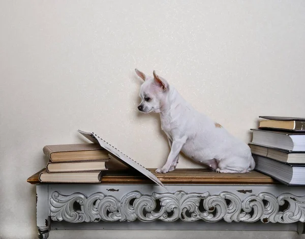 A beautiful white chihuahua dog sits on a vintage wooden shelf among books and carefully reads a book that lies open in front of it. Background - wall with wallpaper.