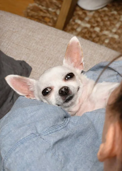 若い美しい白いChihuahua犬は 所有者の腕の中で背中に横たわっており カメラの笑顔を明るく見ています 上からの眺め — ストック写真