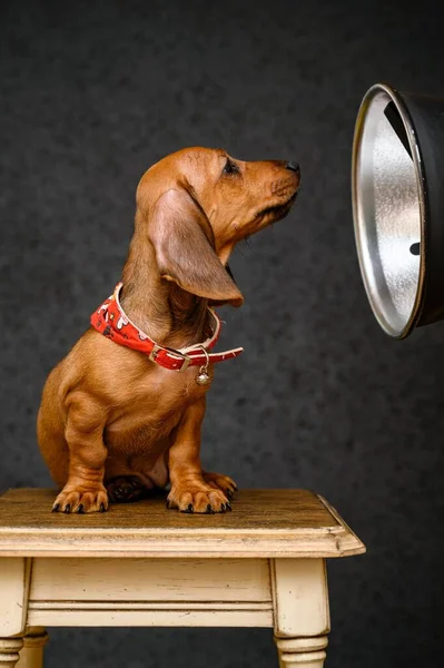 Filhote Cachorro Adorável Dachshund Olha Para Uma Lanterna Enquanto Posando — Fotografia de Stock