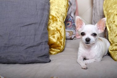 Bir Chihuahua köpeği farklı renk ve boyutlarda yastıkların arasında bir yatakta yatıyor, sakince ileriye bakıyor. Stüdyo fotoğrafı.