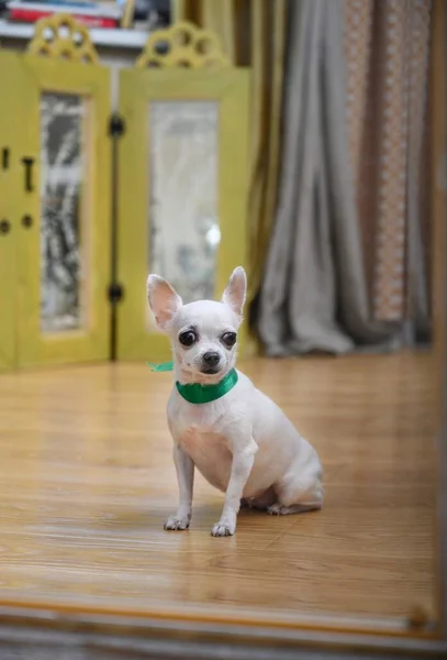 A beautiful white chihuahua dog is reflected in a large mirror, sitting on a floor covered with wooden parquet, looking directly into the camera. A green ribbon is tied around the dogs neck.