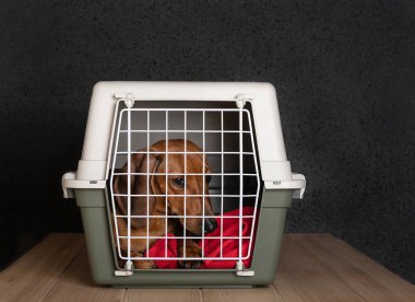 Transporting a dog - a redhead dachshund lies in a large plastic box and looks sad through the lattice door closed. The dog is waiting for transportation.