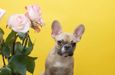 Fransız bulldog cinsi köpek, bir fotoğraf stüdyosundaki sarı arka planda sakince kameraya bakan pembe gül buketinin yanında poz veriyor. Metin için çok yer var.