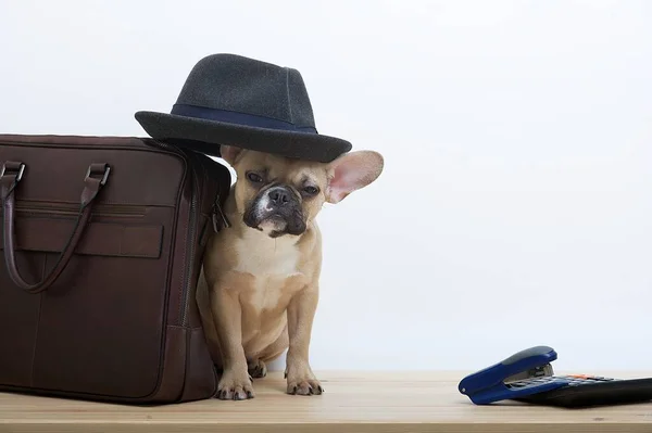 stock image A bulldog dog next to a brown leather business briefcase holds a black stylish hat on his head. Studio photo of a young dog with an expressive muzzle.