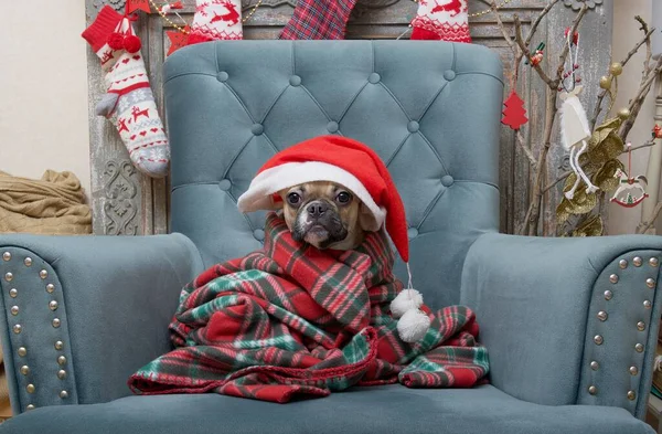 French Bulldog Breed Dog Sits Christmas Decorations Festive Interior Cozy — Stock Photo, Image