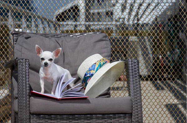 Funny white chihuahua puppy reading a book with a smile while posing on a rattan chair under the rays of a bright sunny day. Lazy summer morning.