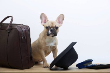 Fransız bulldog işadamı köpeği kahverengi deri bir iş çantasının yanında oturur. Siyah şık bir şapka, kameraya dikkatle bakan bir köpeğin pençelerinde yatıyor..