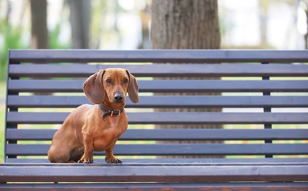 stock image A red hunting dog of the dachshund breed with funny muzzle sits on a craft grey wooden bench in the park while walking on a autumn day. A small dog looks straight to the camera posing attentively. 