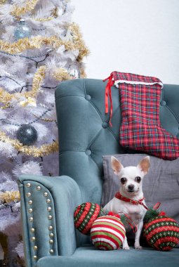 Bir sürü Noel oyuncağı etrafa saçılmış bir sürü Noel oyuncağı olan bir chihuahua köpeği şenlikli iç mekanların arasında koltukta oturur. Köpek kameraya bakarak yeni yılın kutlanmasını bekliyor..