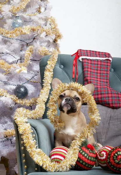 Bulldog Dog Lot Christmas Toys Garland His Head Sits Armchair — Stock Photo, Image