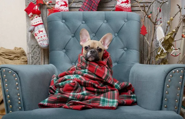 French Bulldog Breed Dog Sits Christmas Decorations Festive Interior Soft — Stock Photo, Image