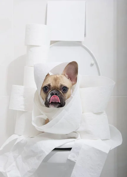 Eine Lustige Französische Bulldogge Sitzt Auf Einer Warmen Toilette Einer — Stockfoto