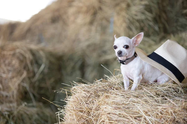 Ein Kleiner Weißer Chihuahua Hund Sitzt Einem Heißen Sommertag Zwischen — Stockfoto