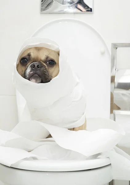 フランスのブルドッグ品種の犬がミイラのようにトイレットペーパーに包まれたトイレの部屋のトイレに座っています ホワイトトイレ — ストック写真