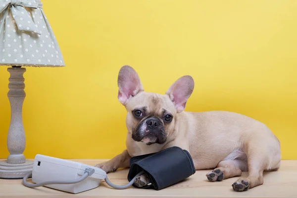 Fransız bulldog cinsi köpek, elektrik lambasının yanındaki sarı arka planda yatarak kan basıncını ölçer. Fransız Bulldog kameraya dikkatlice bakar..