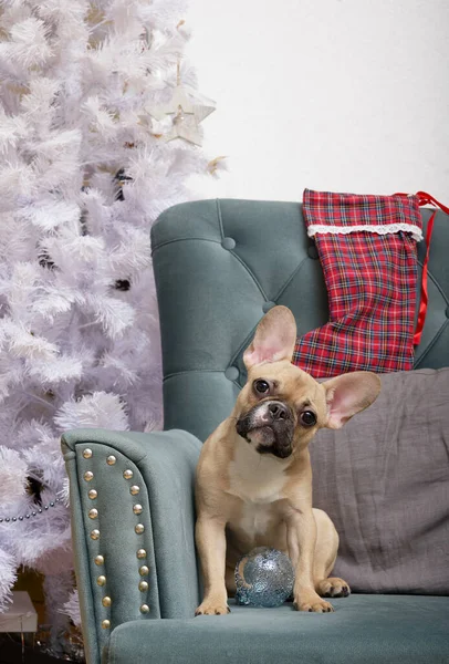 French Bulldog Dog Christmas Glass Toys Poses Armchair Background Festive — Stock Photo, Image
