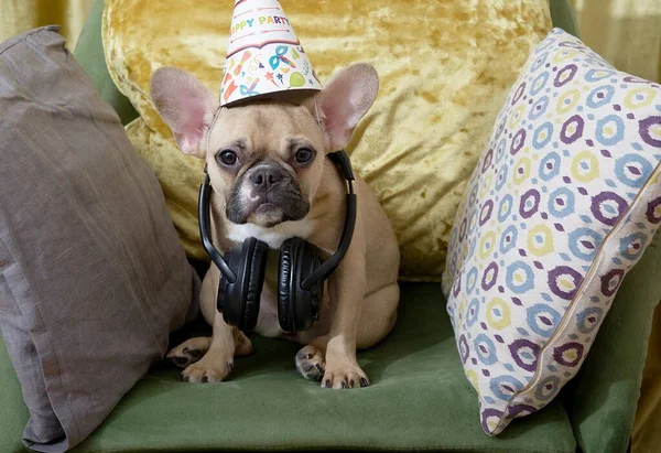 A purebred french bulldog with a funny black muzzle sits among colorful small pillows wearing big black headphones and a party hat.