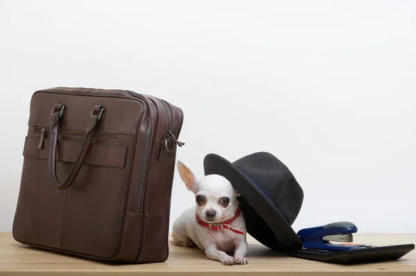 Beyaz Bir Chihuahua Köpeği Kafasında Şık Bir Şapkayla Kahverengi Bir — Stok fotoğraf