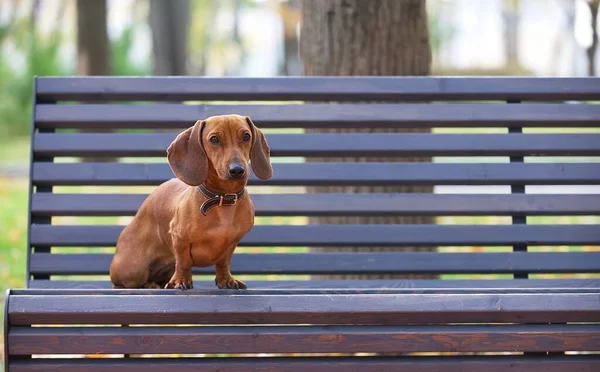 stock image Amazing puppy of red hunting dog of the dachshund breed sits on a wooden bench in the park while walking on the park. A small dog is resting and looks straight to the camera posing attentively. 