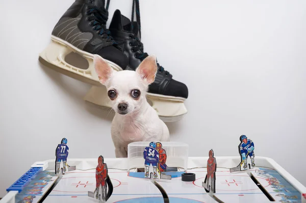 stock image A small white chihuahua dog sits at a board game of hockey and looks attentively at the camera, and large hockey skates hang on the wall behind the dog. A dog poses while sitting in a photo studio.