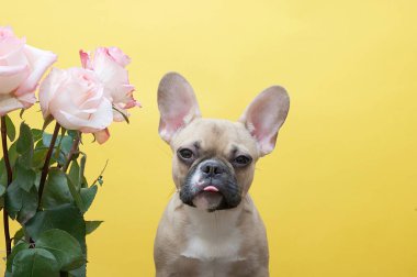 Dilinin ucunu uzatan bulldog, bir fotoğraf stüdyosunun sarı arka planında, muhteşem bir gül buketinin yanında oturur ve kameraya dikkatle bakar..