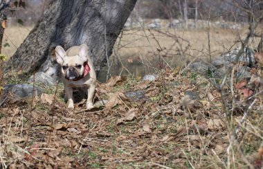 Fransız buldog cins köpeği serin sonbahar havasında yürürken çimenlerin üzerinde çömelmiş ve kameraya ihtiyatlı bakıyor. Güneşli hava ve köpek pençelerinin altında bir sürü yaprak..