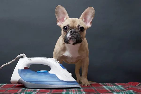 French Bulldog breed dog sits at an electric iron during the process of ironing homemade clothes, looking wary directly into the camera. The dog is sitting on the ironing board.